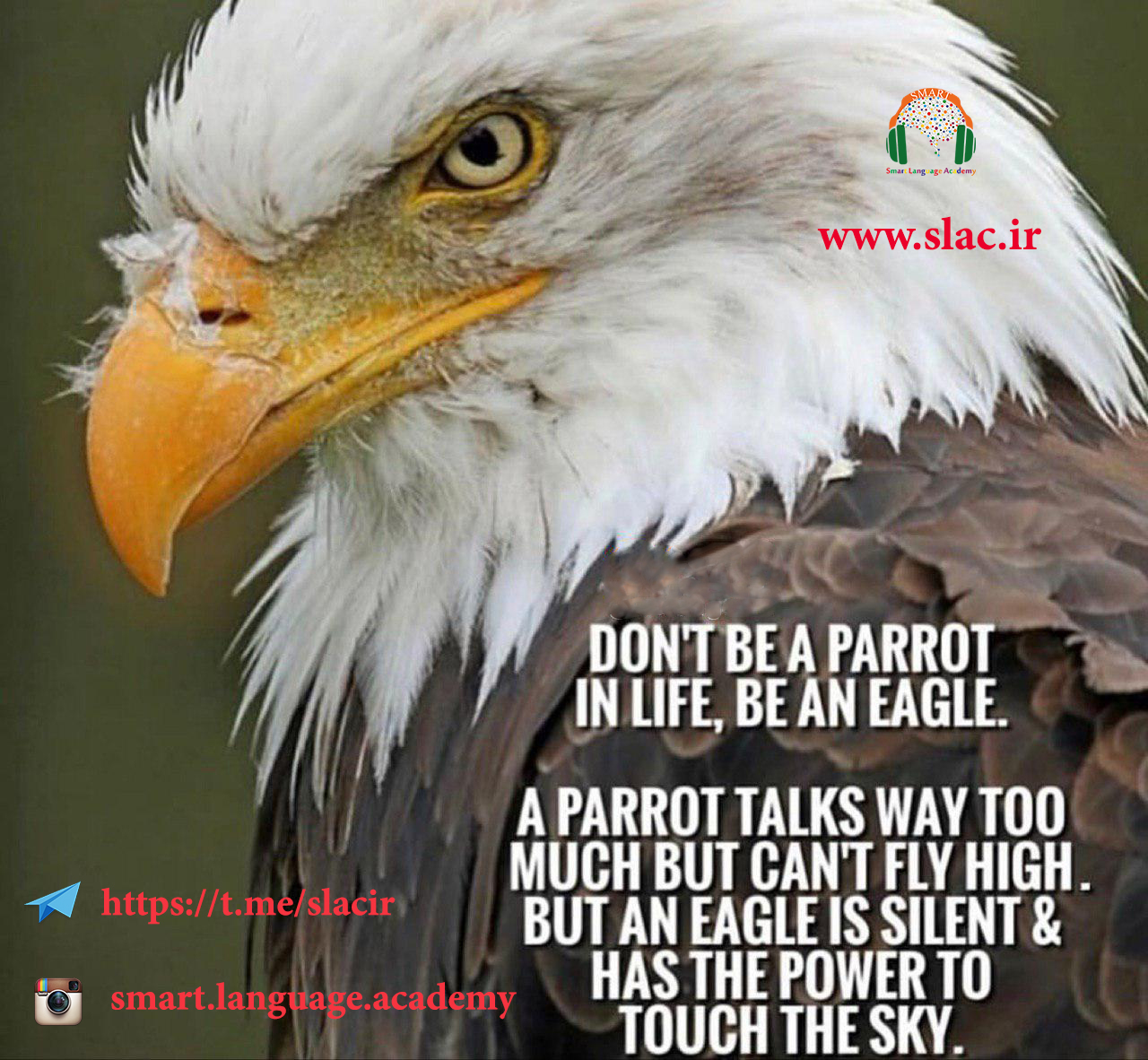 Don't be a parrot in life , Be an eagle . A parrot talks way too much